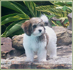 "Bear", the Cavachon