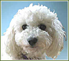 Bichon Frise