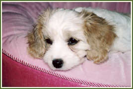 Cavachon