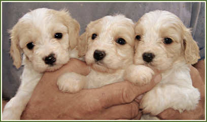 Cavachon Puppies