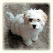 Cavachons