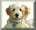 Client References - Goldendoodle Families