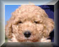 Medium Crossback Goldendoodle Puppies