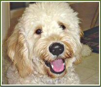 Oliver, a Timshell Farm Goldendoodle