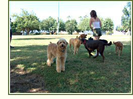 Darwin and friends in the park