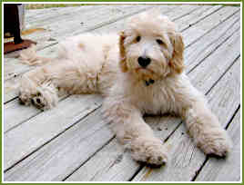 Scout, a Standard Goldendoodle