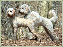 Fenway and Zizou