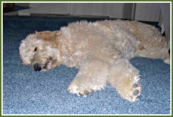 Snoozing on the new carpet