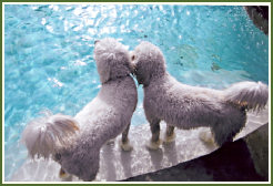 Families With Two Timshell Farm Goldendoodles!