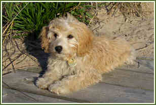 Petite Goldendoodle Wrigley