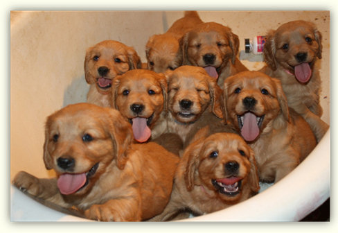 Petite Golden Retrievers