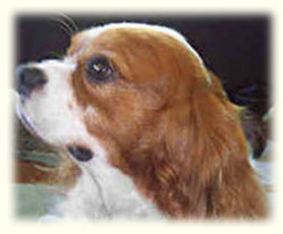 Cavalier King Charles Spaniel