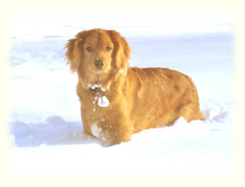 Petite Golden Retriever