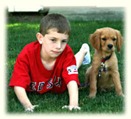 Petite Golden Retriever