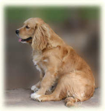 Petite Golden Retriever F1-b