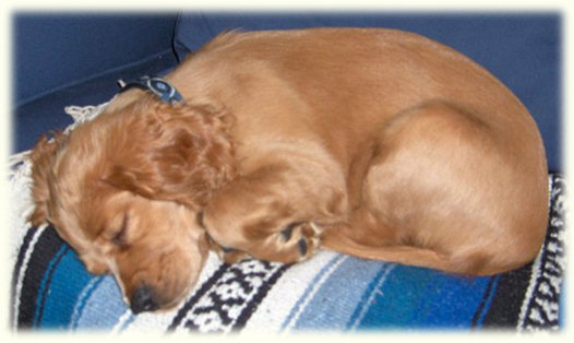 Petite Golden Retriever F1-b