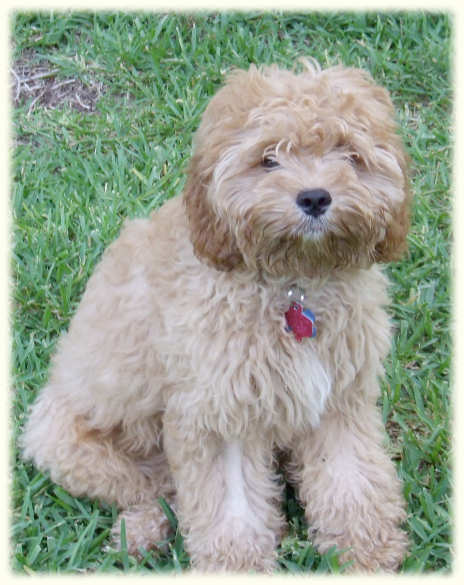 Timshell Farm - Golden CavaDoodle Puppies - Bear