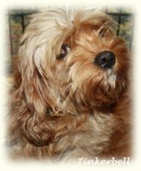 Tinkerbell, Cavachon Mother