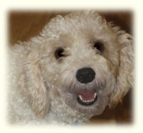 Dody, Cavachon Mother