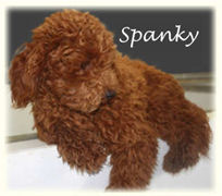 Spanky, Toy Poodle Sire