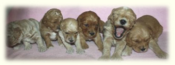 Bama (second from left end) and Her Sisters