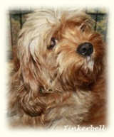 Tinkerbell, Cavachon Mother