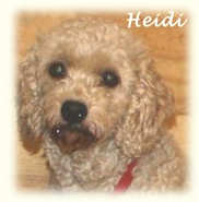 Heidi, Cavachon Mother