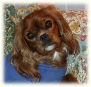 Cavalier King Charles Spaniel