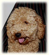 Miniature/Toy Poodle