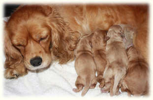 Timshell Farm Puppies