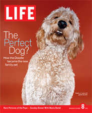 Timshell Goldendoodle Sadie makes the cover of Life Magazine! (© Life Inc. 2004, used with permission)